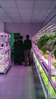 植物工廠高效生產(chǎn)技術(shù)交流會（e光農(nóng)場站）技術(shù)咨詢紀(jì)要